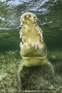 Diving with American crocodiles