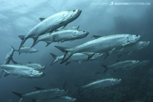 Tarpon in Xcalak