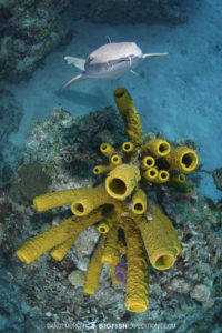 Diving with nurse sharks at Chinchorro Atoll