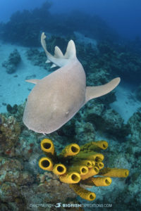 Diving with nurse sharks at Chinchorro Atoll