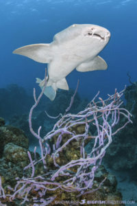 Diving with nurse sharks at Chinchorro Atoll