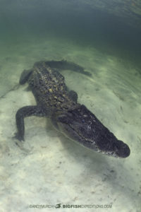 Diving with American crocodiles