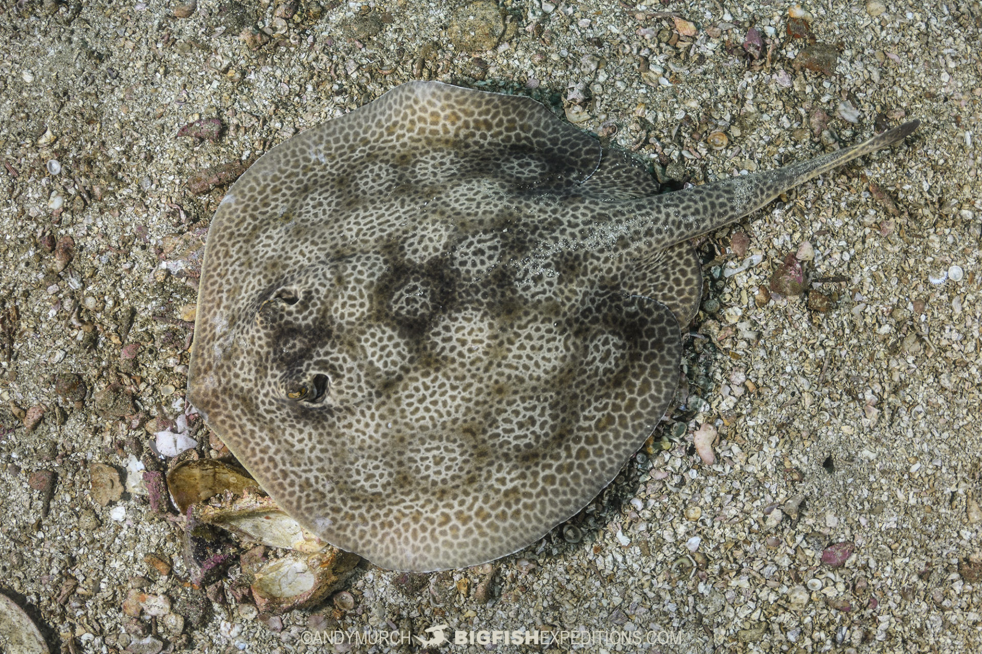 Leopard Round Stingray