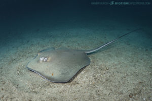 Stingray Diving in Costa Rica.