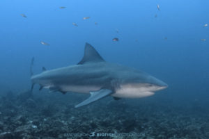 Bull Shark Diving in Costa Rica.