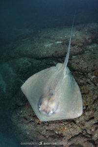 Stingray Diving in Costa Rica.