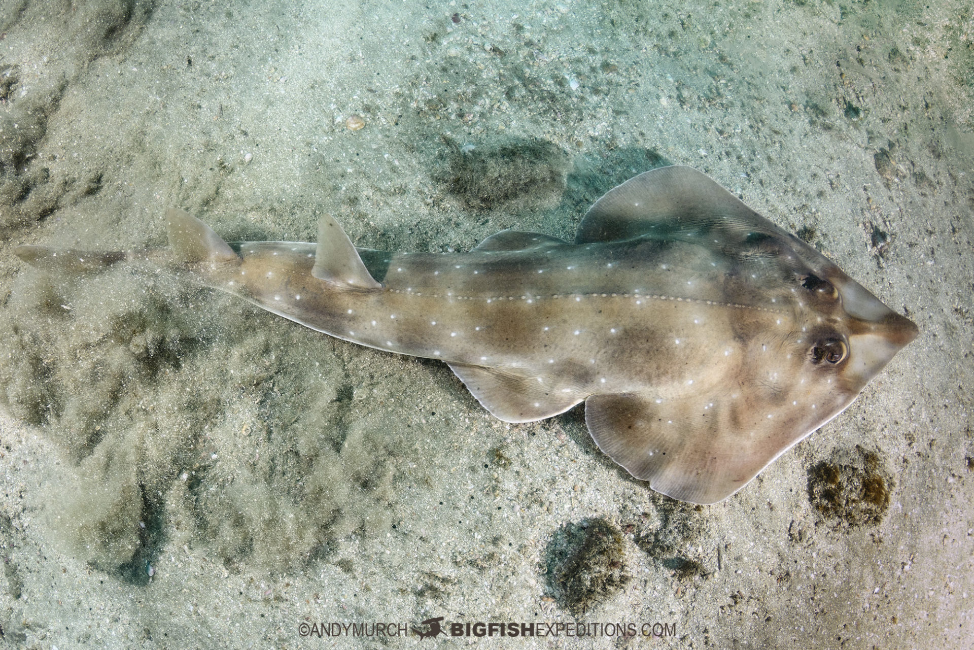 Gorgona Guitarfish Diving in Costa Rica.