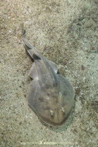 Giant electric ray