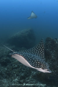 Eastern Pacific Spotted Eagleray