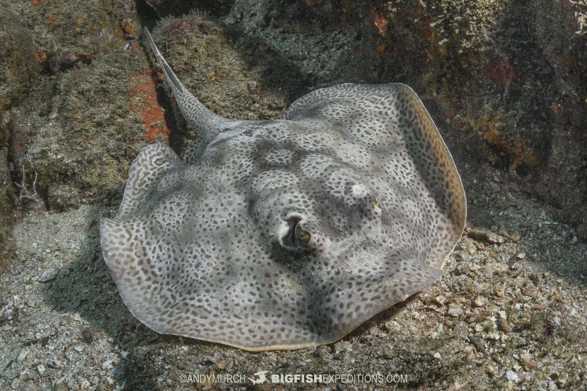 Diving with Sharks and Rays in Costa Rica