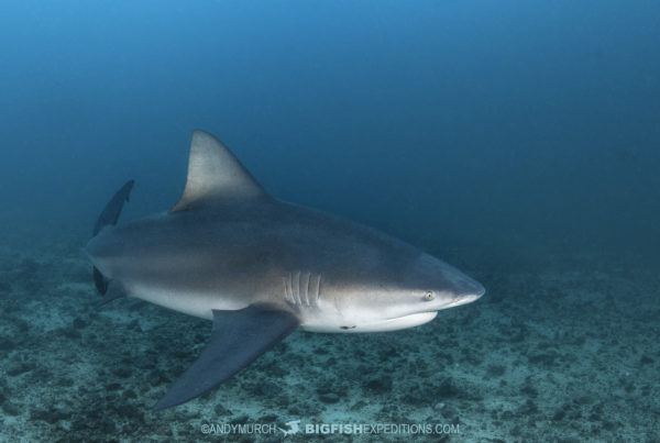 Bull shark diving at the Bat Islands.