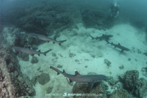 Whitetip Reef Sharks in Costa Rica