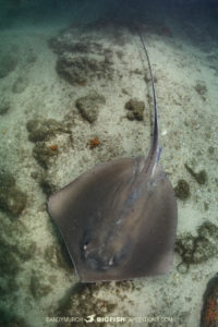 Stingray Diving in Costa Rica.