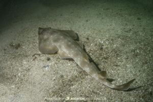 Gorgona Guitarfish Diving in Costa Rica.