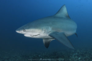 Diving with bull sharks at the Bat Islands