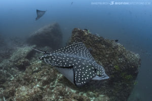 Pacific spotted eagle ray at the Bat Islands