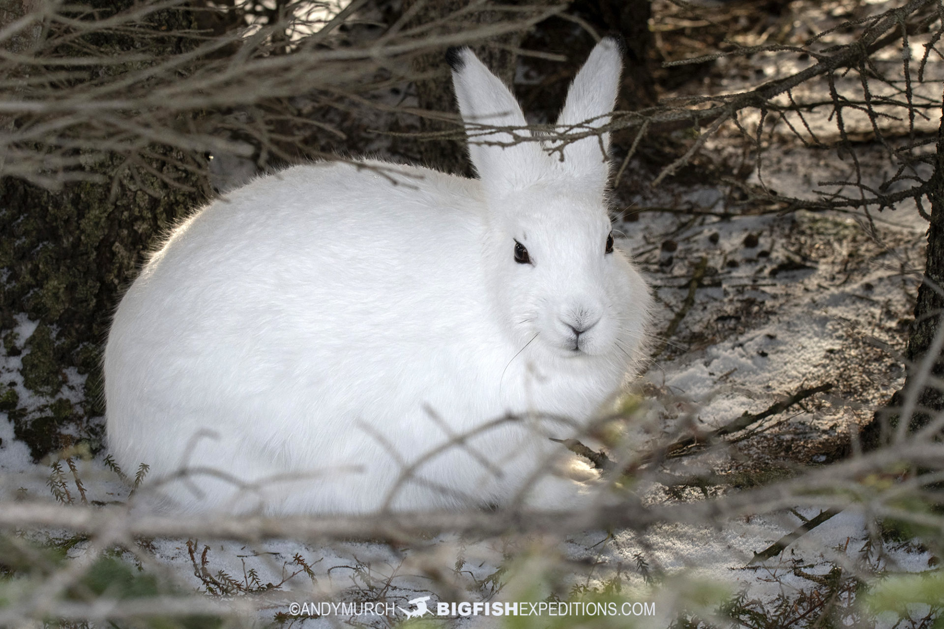 Arctic Hare on the Canadian Tundra