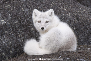 Arctic Fox on the Canadian tundra