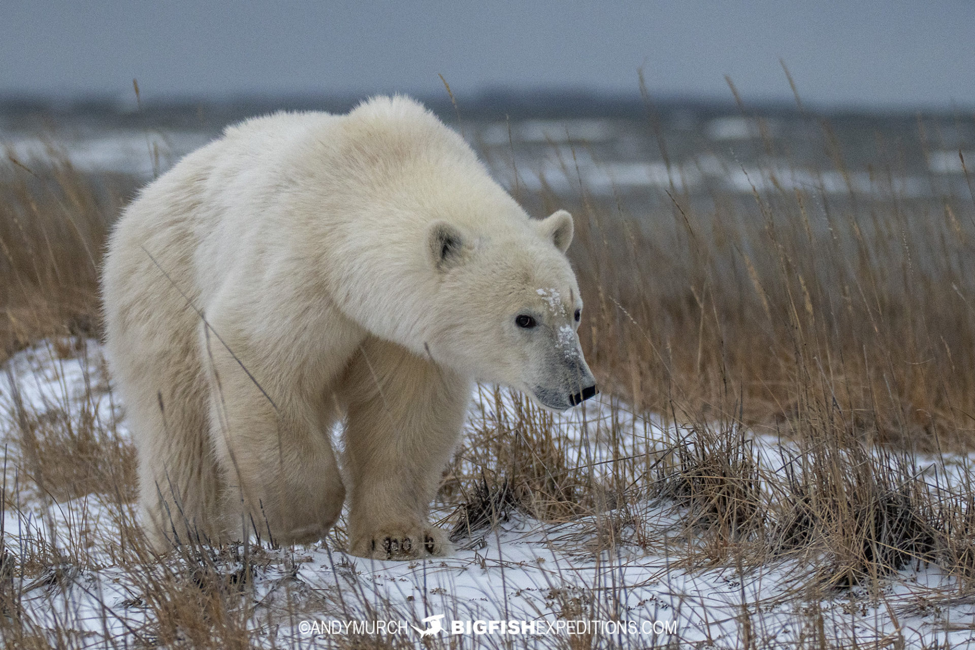 Large male polar bear on the Canadian Tundra