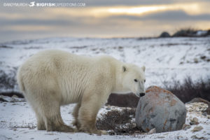 Polar Bear in the setting sun on the Canadian tundra