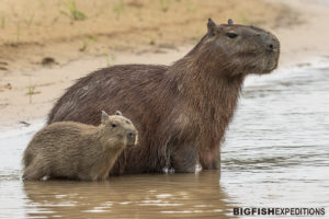 Capybaras in the Pantanal