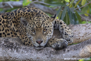 Jaguar tour in the Pantanal