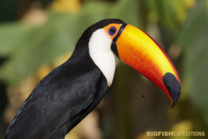 Toucan bird photography tour in the Pantanal