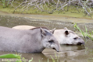 Tapirs in the Pantanal