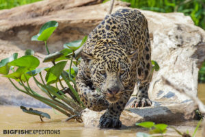 Jaguar tour in the Pantanal