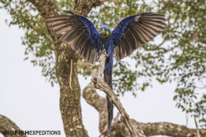 Parakeet photography tour in the Pantanal