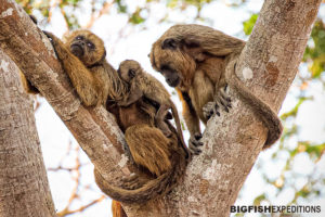 Capuchin Monkeys in the Pantanal