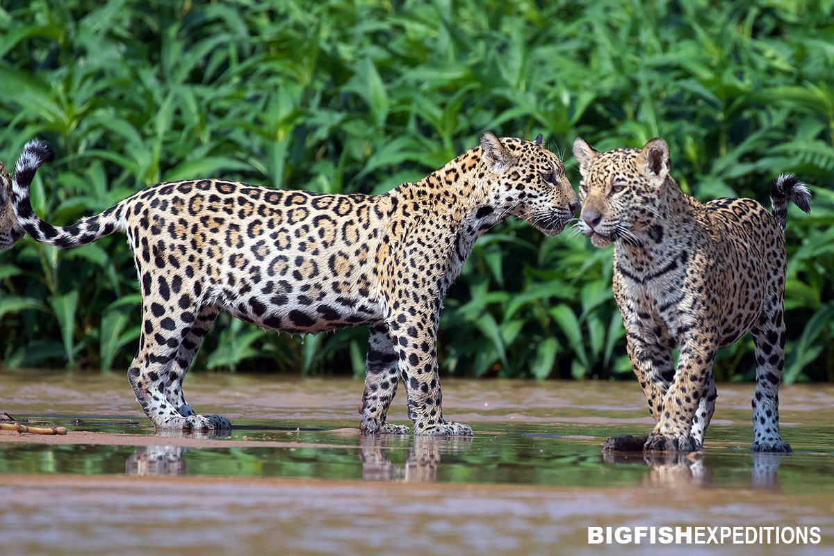 Jaguar tour in the Pantanal