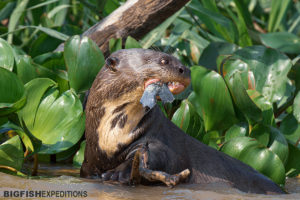 Giant Otter in the Pantanal