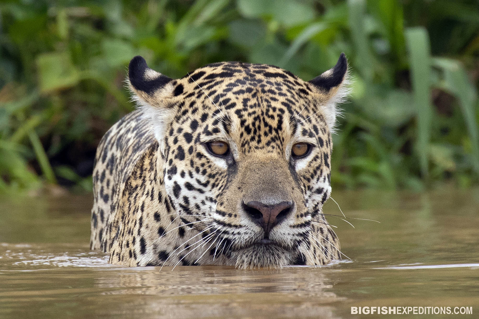Jaguar photography tour in the Pantanal