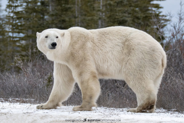 Canadian Polar Bear Migration Photography Tour