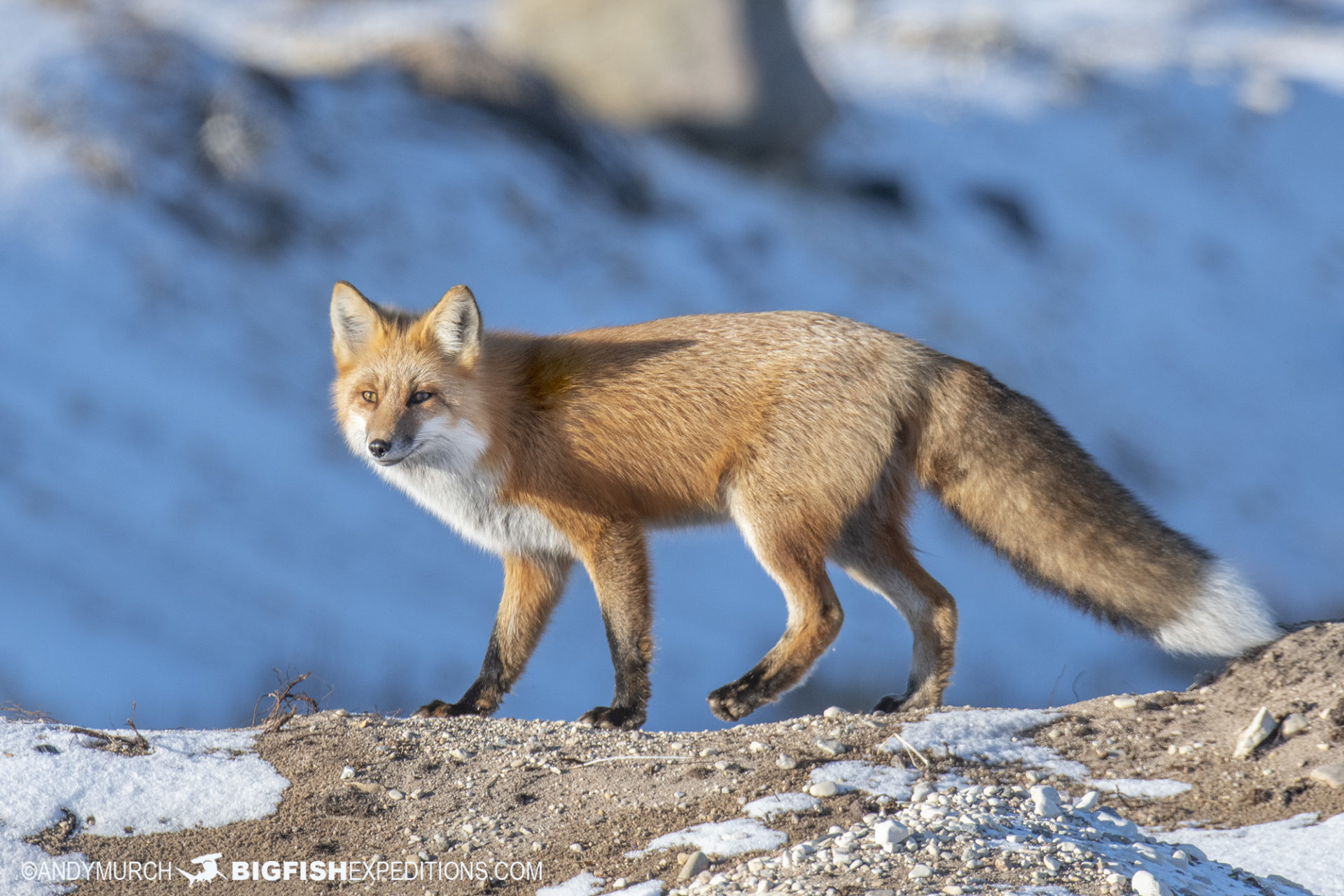 Red fox in the Canadian tundra