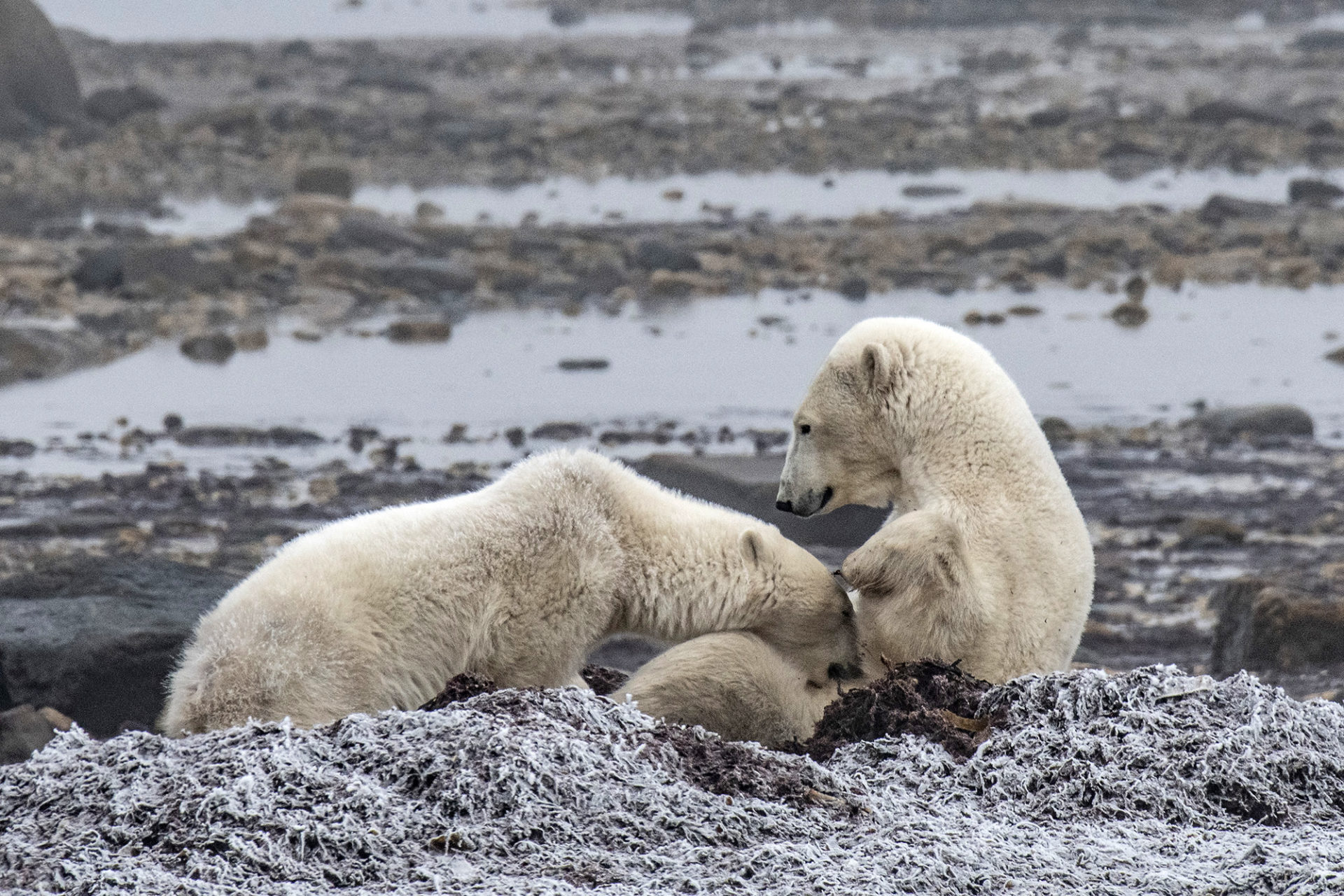 Polar bear cub nursing