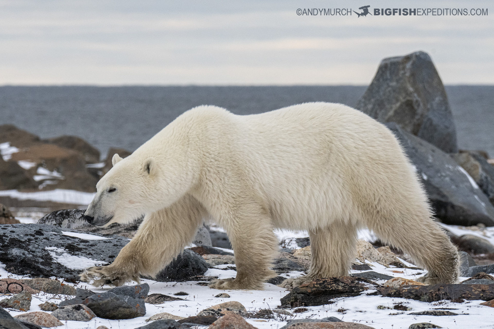 Polar Bear Photo Tour Canada