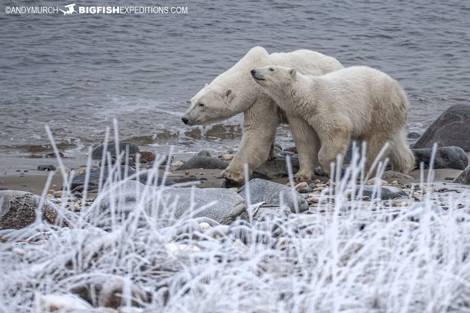Polar bears walking along the shore near Churchill.