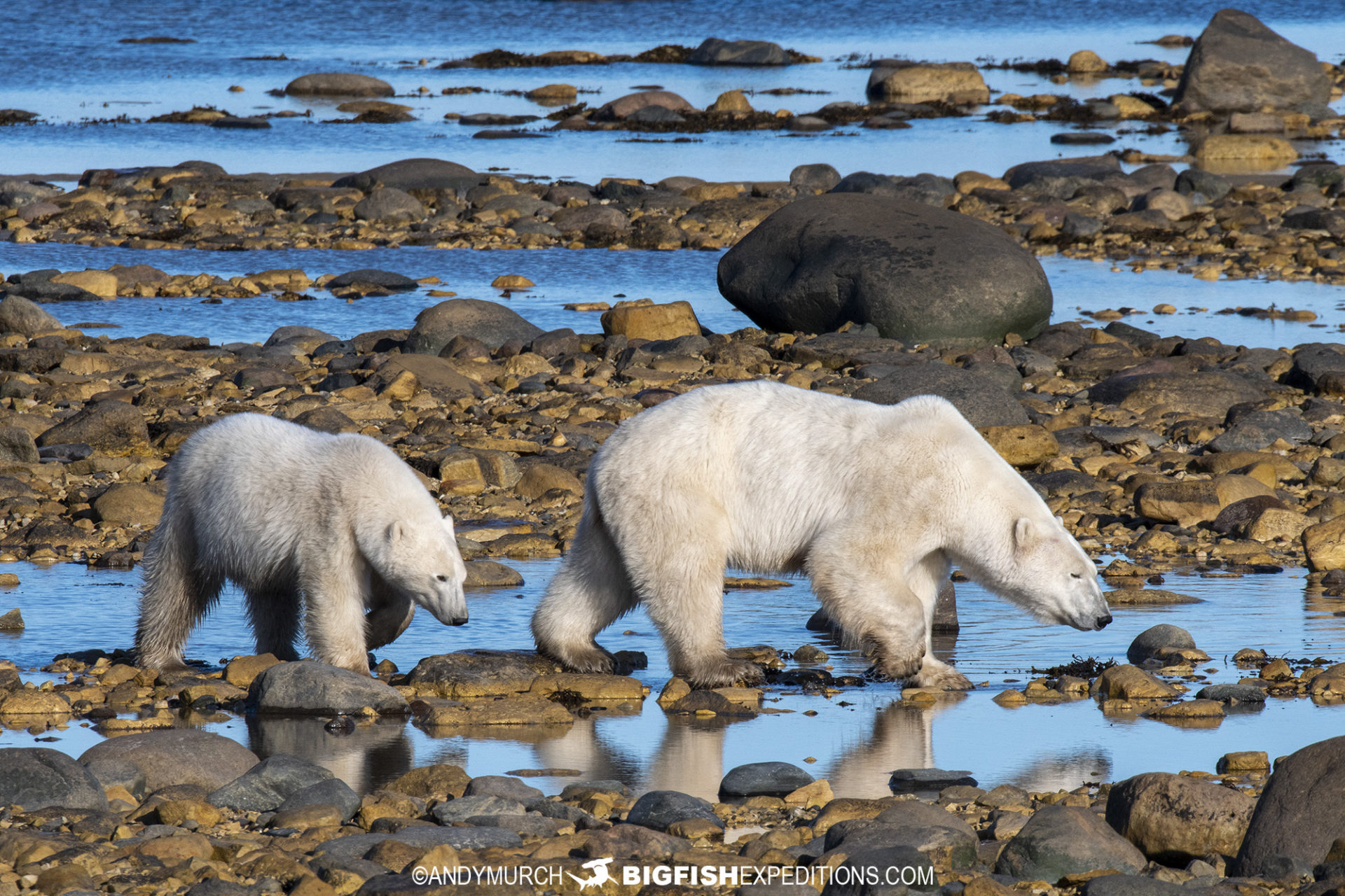 Polar bears foraging on the shoreline in Churchill