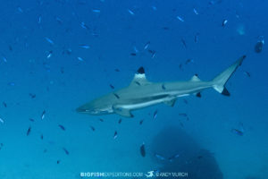 Shark diving in Nuku Hiva, Marquesas Islands.