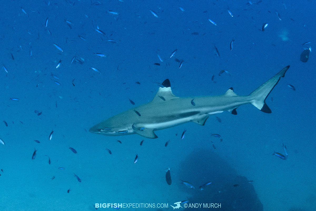 Shark diving in Nuku Hiva, Marquesas Islands.