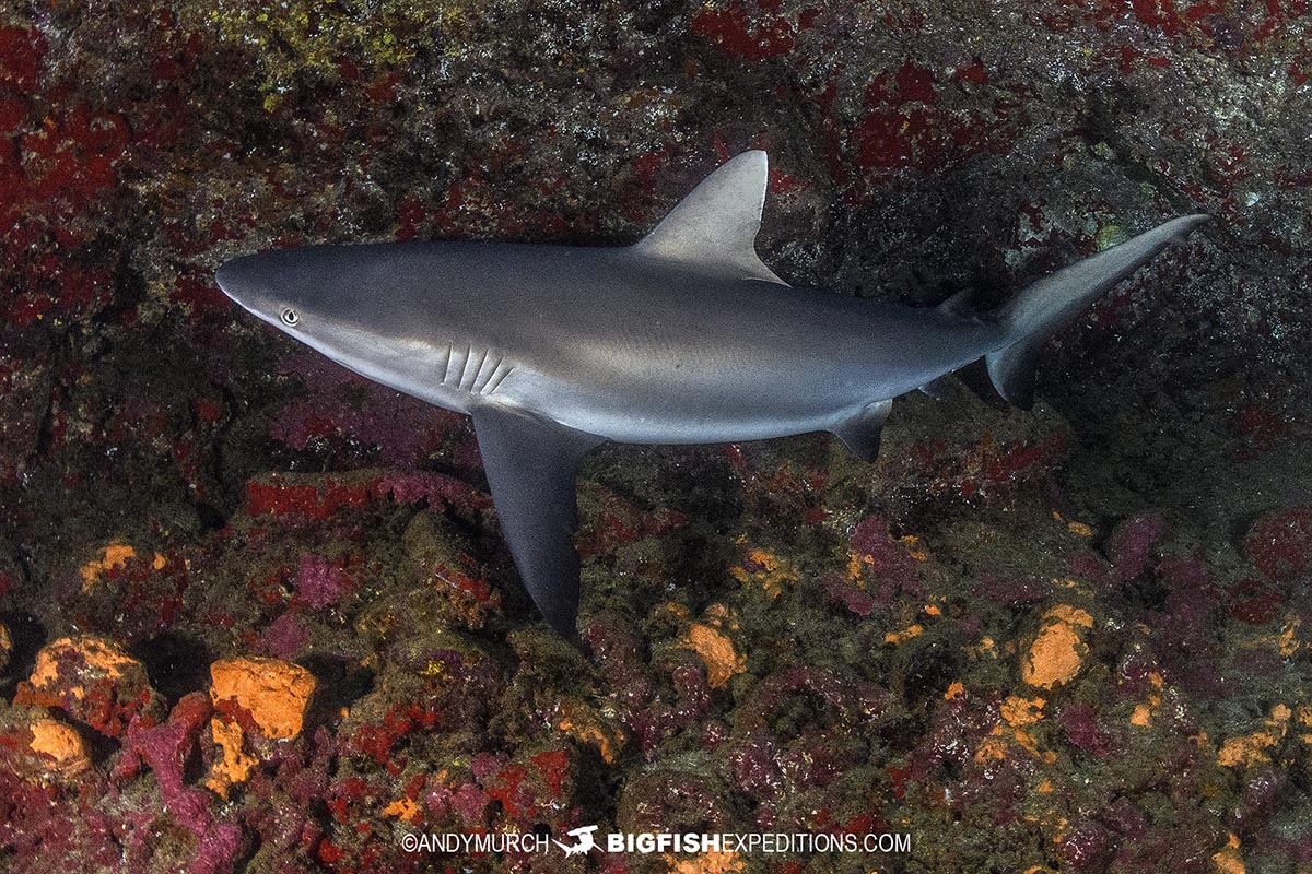 Nuku Hiva scuba diving