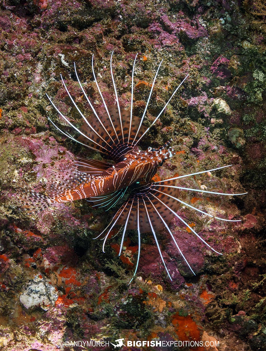 Nuku Hiva scuba diving