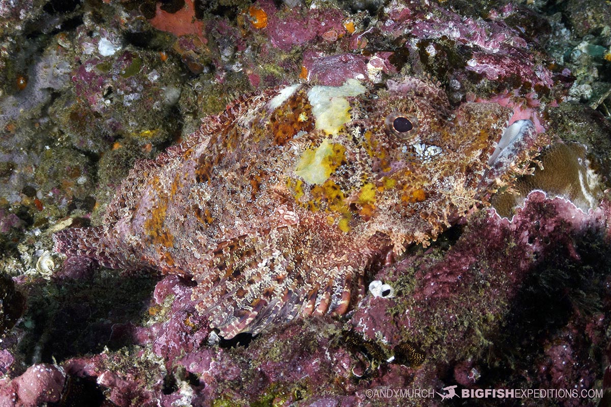 Nuku Hiva scuba diving