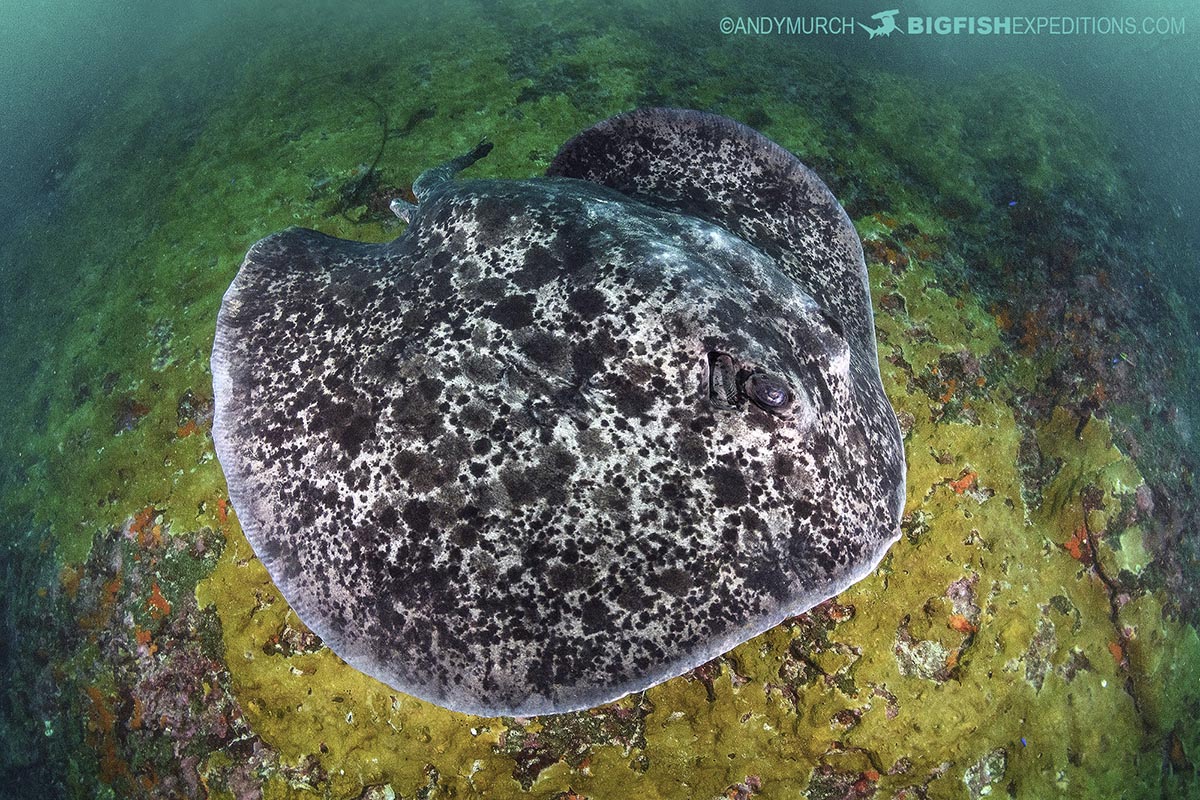 Nuku Hiva scuba diving