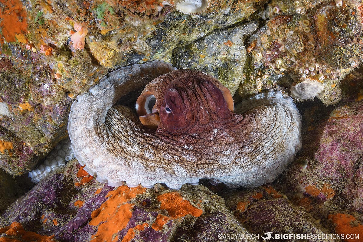 Nuku Hiva scuba diving