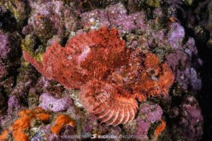 Nuku Hiva scuba diving