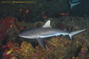 Nuku Hiva scuba diving