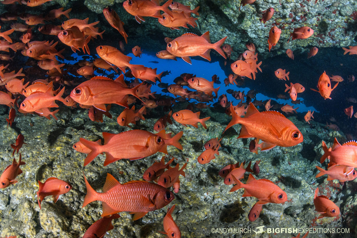 Nuku Hiva scuba diving